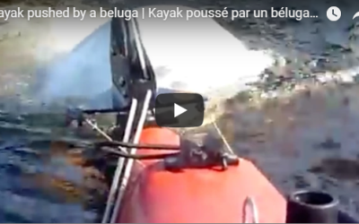 Beluga Whales Escorting a Kayak