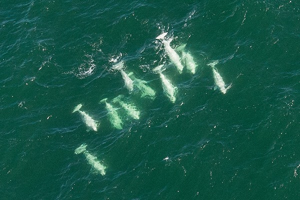 Belugas in Hudson Bay Churchill