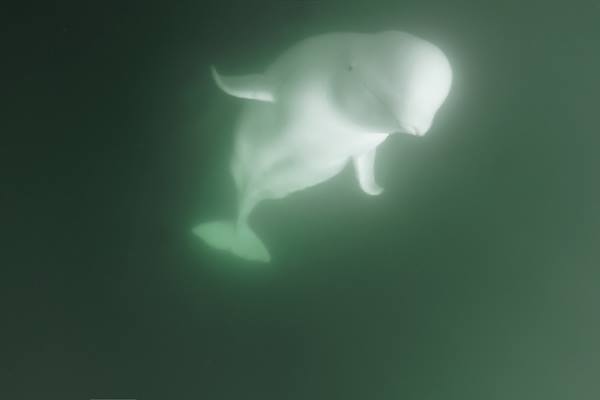 Beluga Churchill River Churchill