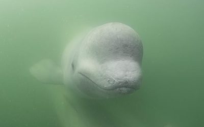 Churchill Beluga Season a Good One