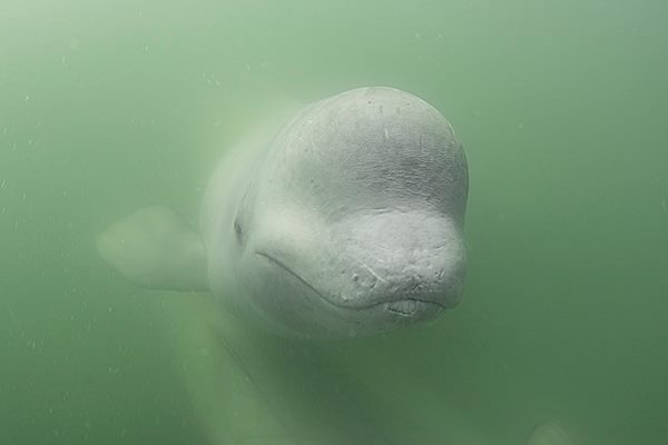 Beluga whale in the Churchill River.
