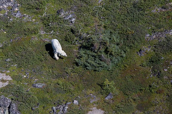 polar bear in Churchill
