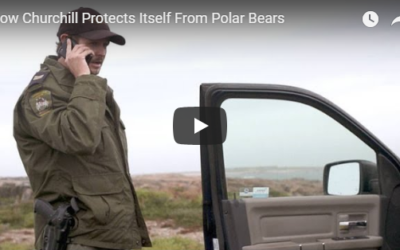 Churchill Weekly Video – Polar Bear Alert
