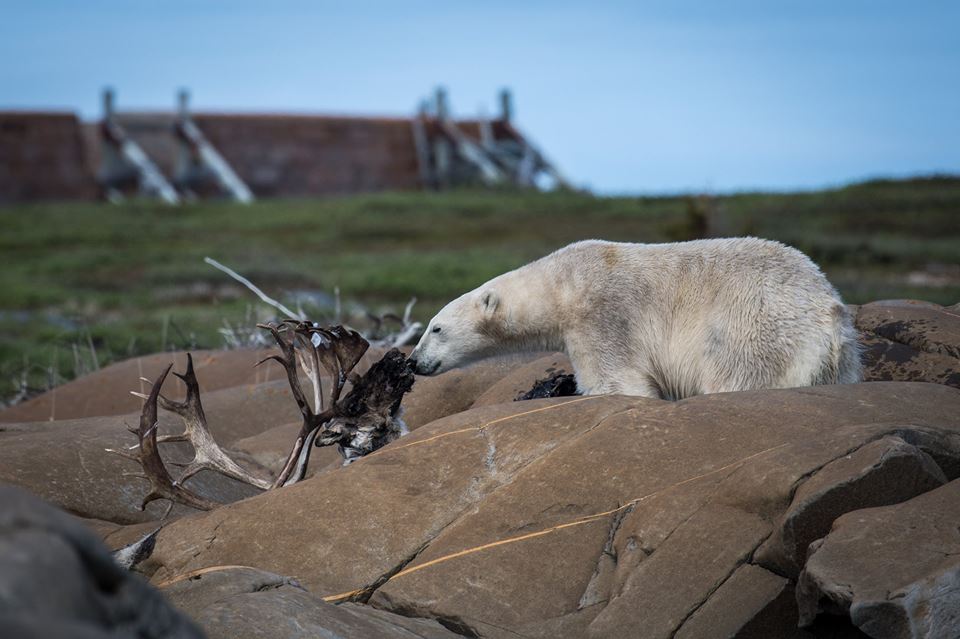 polar ebar and caribou in Churchill, Manitoba