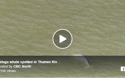 Churchill Video of the Week – Lost Beluga Whale