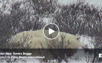 Churchill Polar Bear Cam – Explore.Org