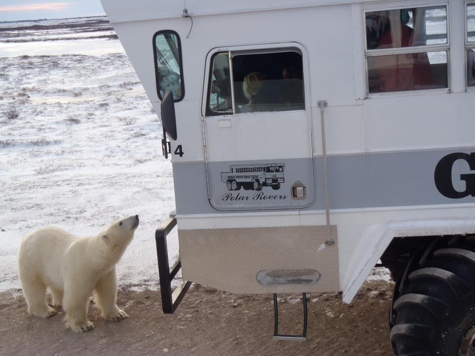 polar bears in Churchill polar rover