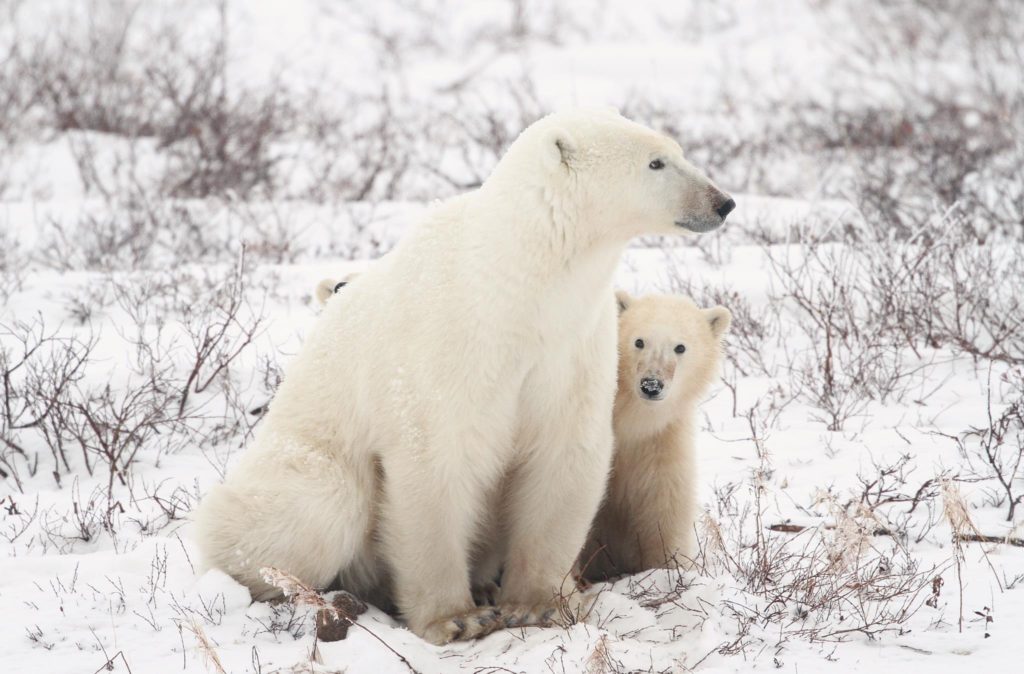 polar bears in Churchill