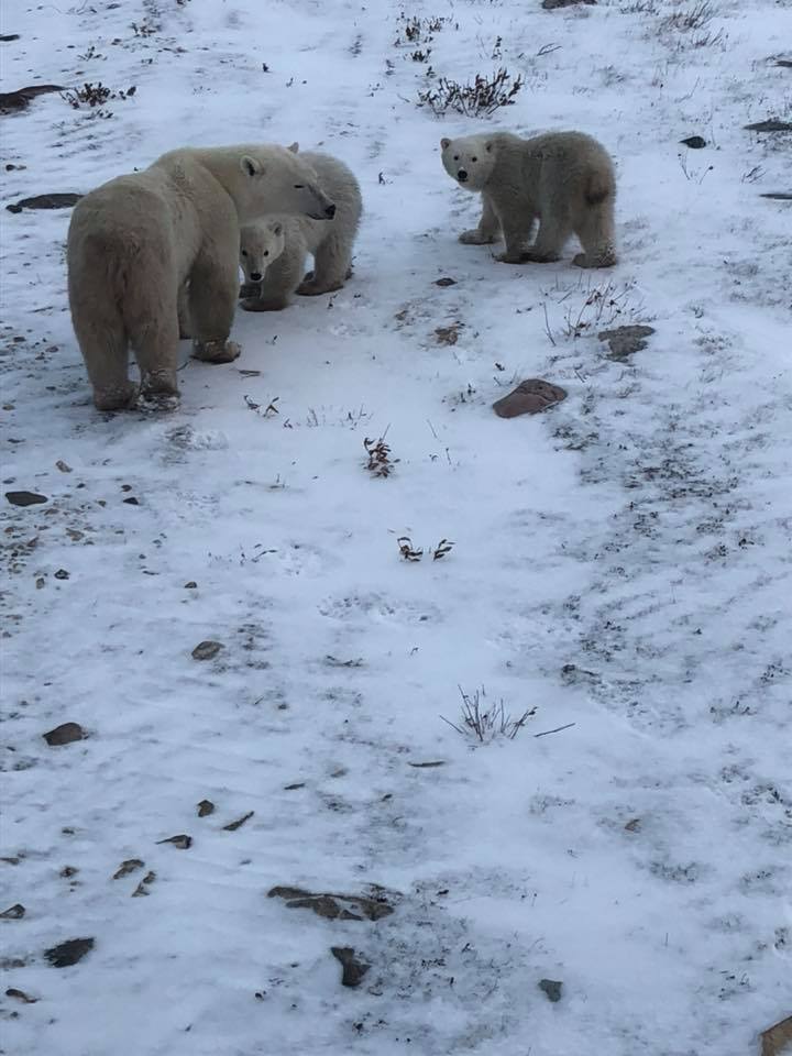 polar bears mother and cubs