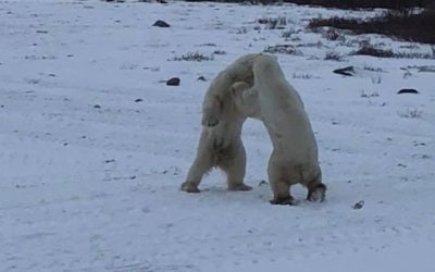 Churchill Wildlife Field Report – Polar Bear Season