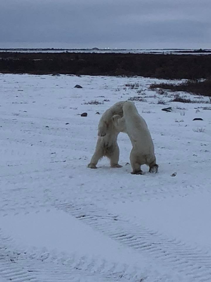 Polar bears sparring Churchill, Manitoba