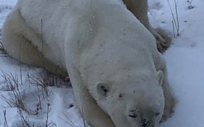 Churchill Tundra Lodge – Polar Bear Images