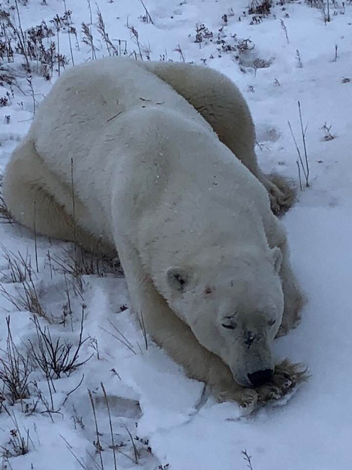 polar bear in Churchill