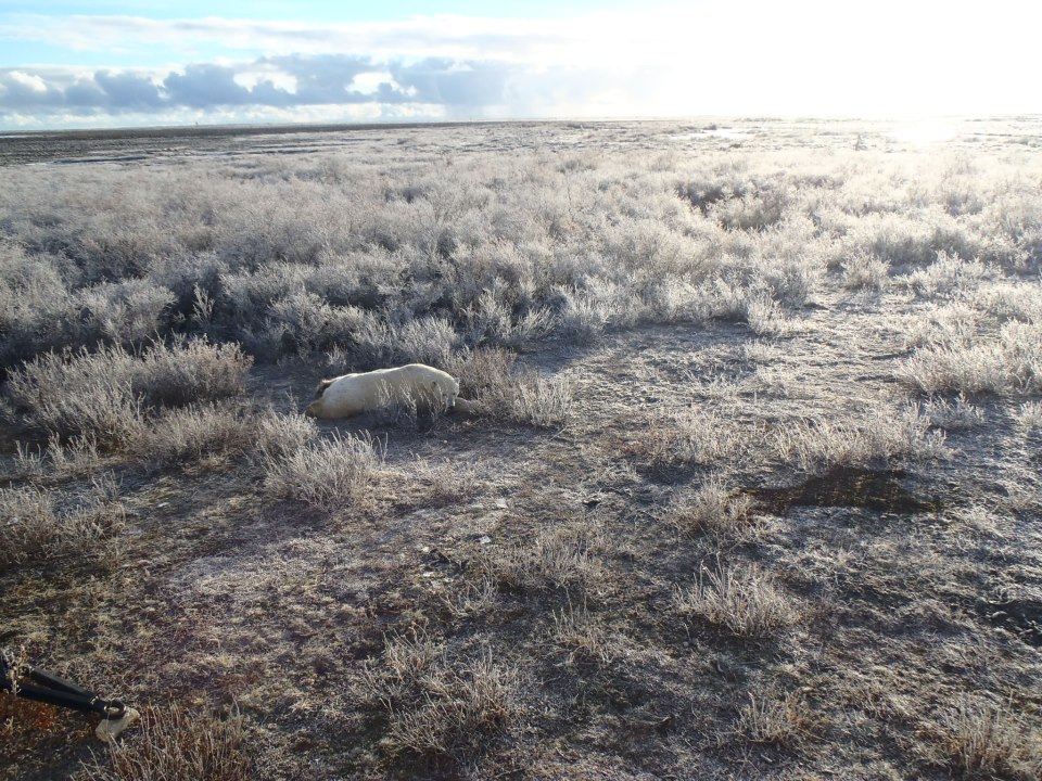Polar bear near tundra lodge.