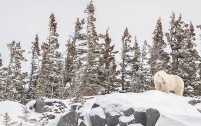 Churchill Sunday Photo – Snow Bear