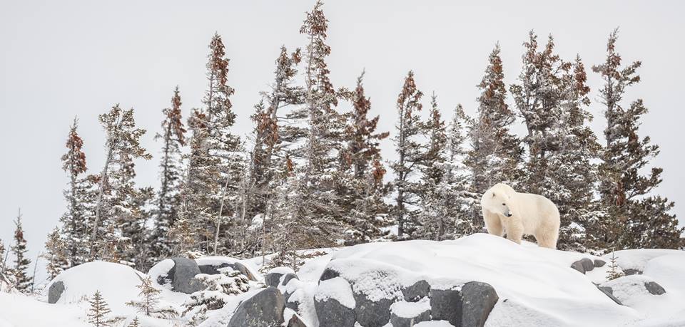 Churchill polar bear.