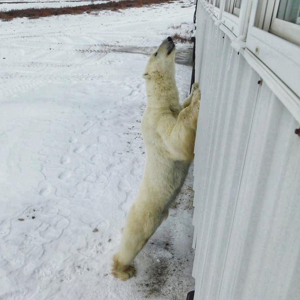 polar bear churchill, Manitoba