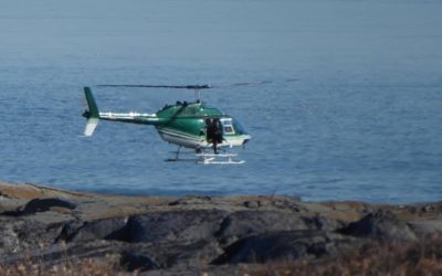 Feisty Polar Bear Darted in Churchill