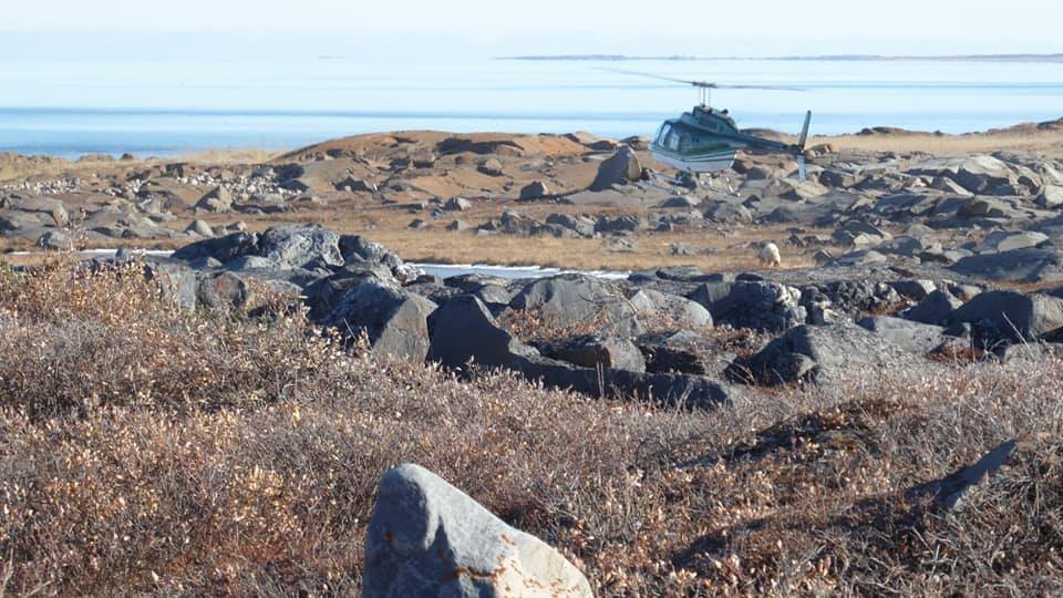 polar bear churchill, Manitoba