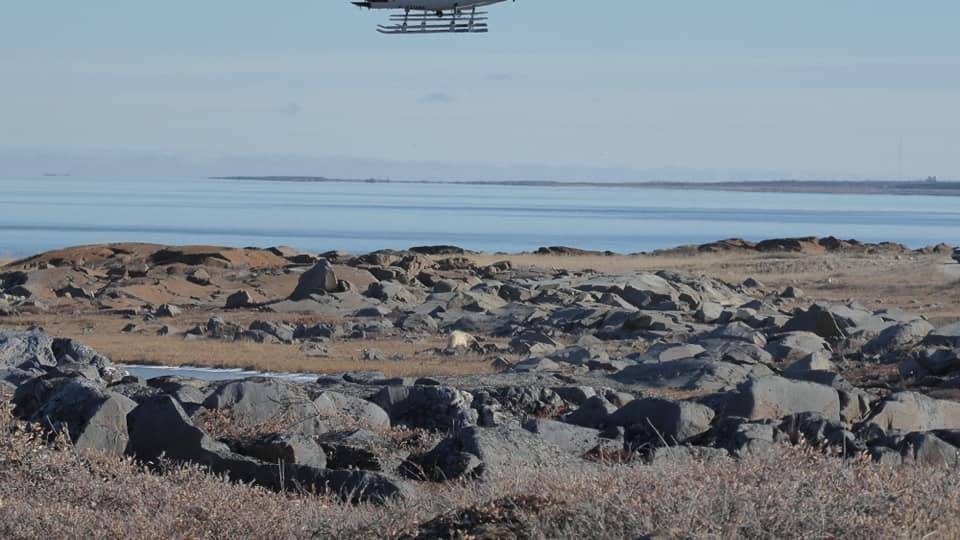 polar bear in Churchill
