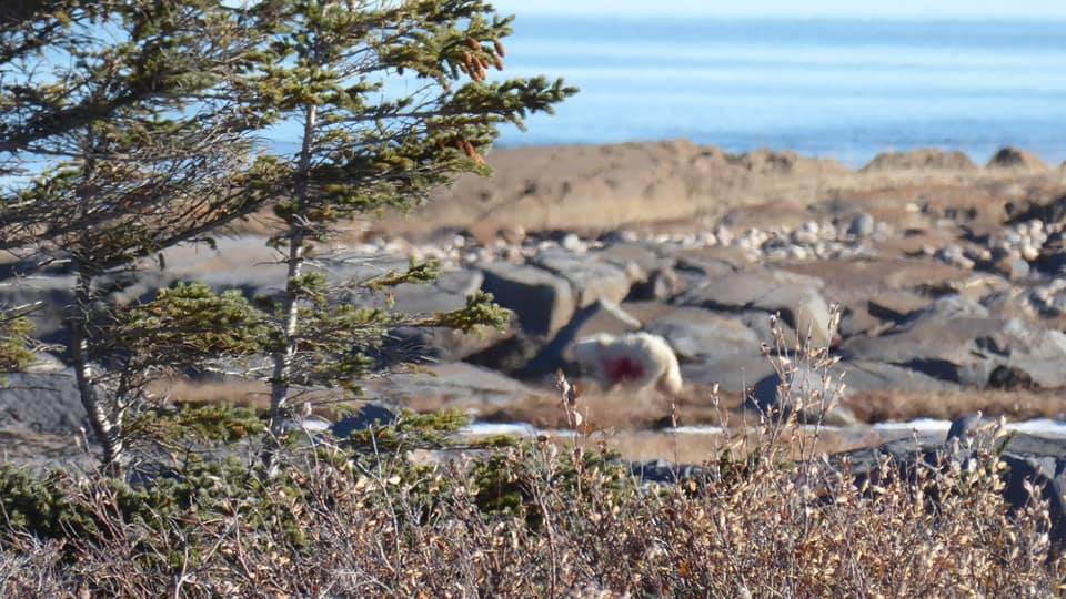 polar bear darted by conservation officers