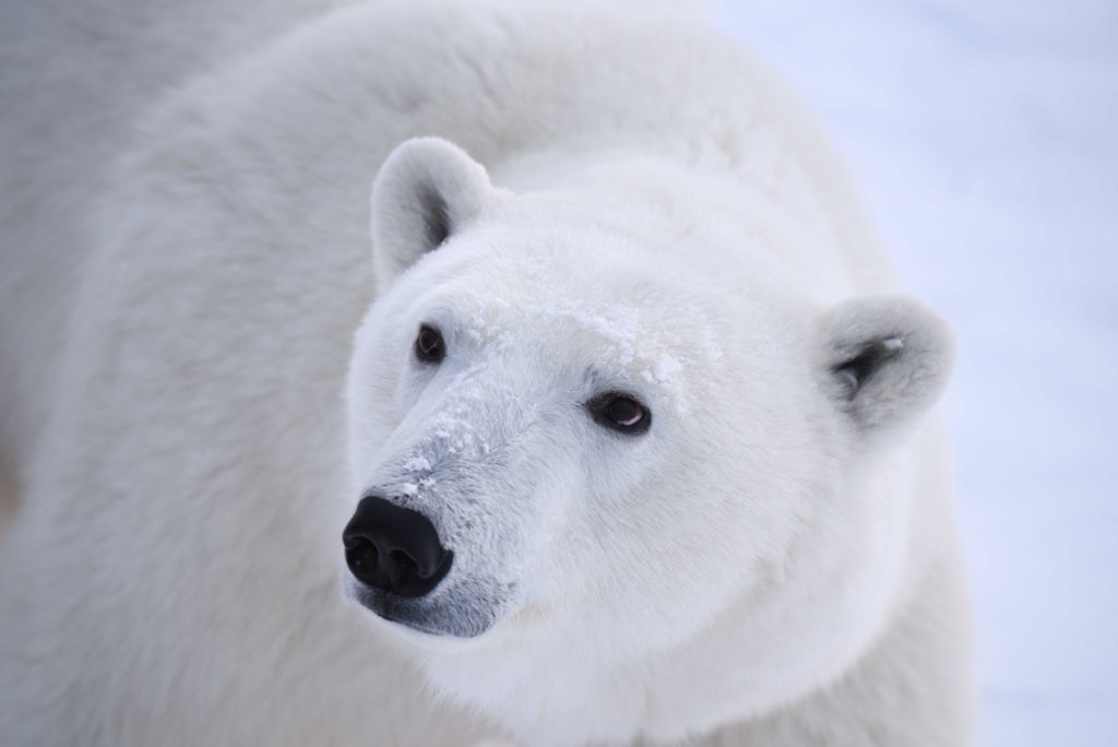 Churchill polar bear
