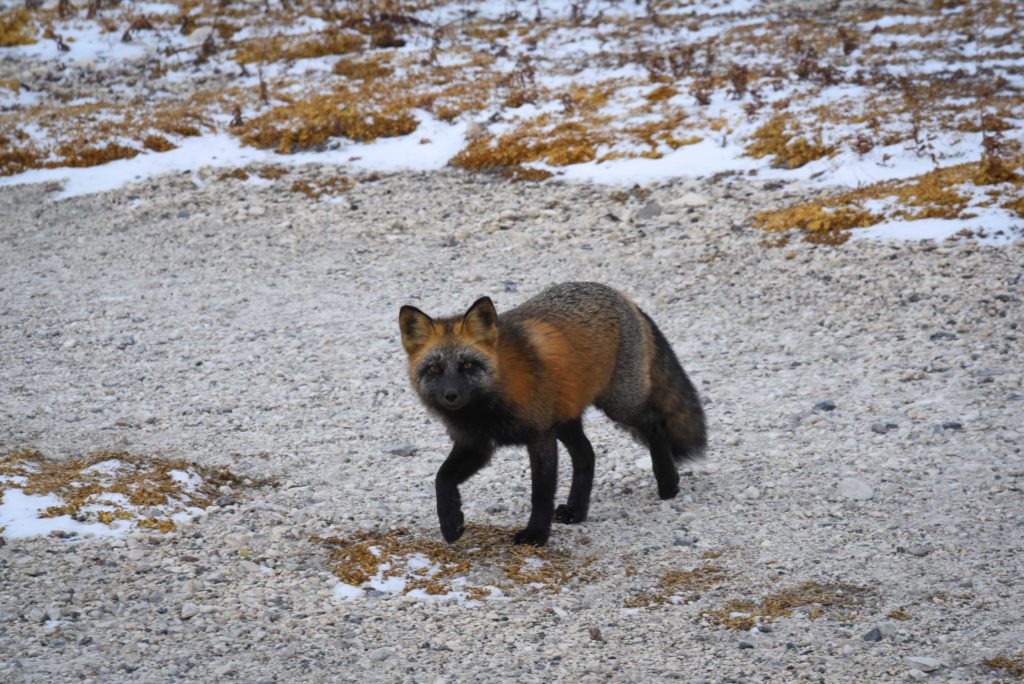 Churchill red fox