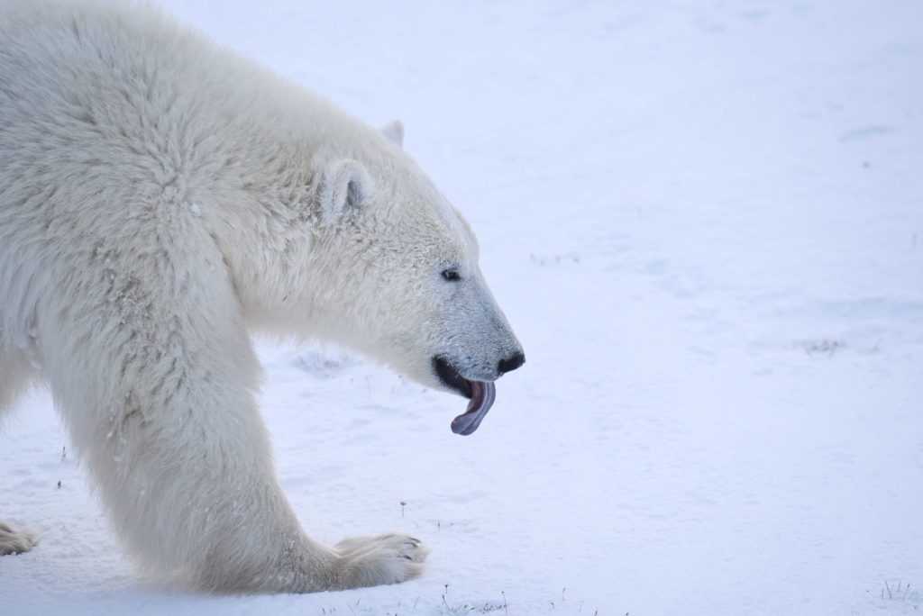 Churchill polar bear in CWMA
