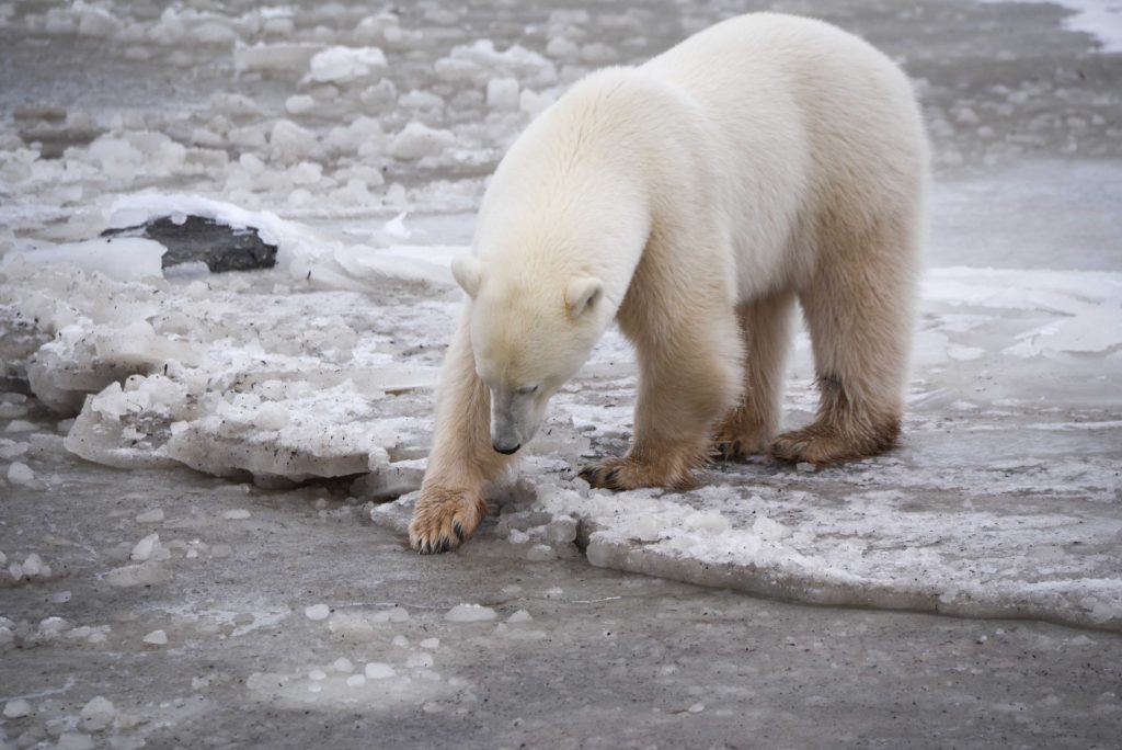 polar bear in Churchill testing ice.