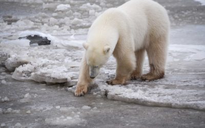 Churchill Tundra Images – Polar Bear Season