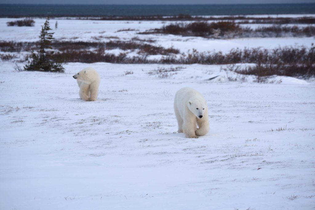 polar bears in Churchill