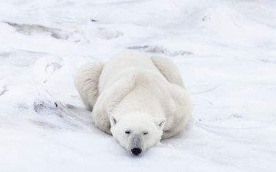 Polar Bear Season Retrospective