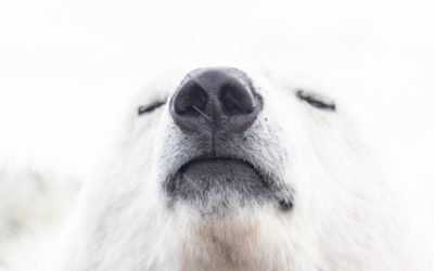 Happy Thanksgiving from churchill.fru.qa