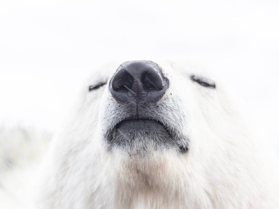 Churchill polar bear