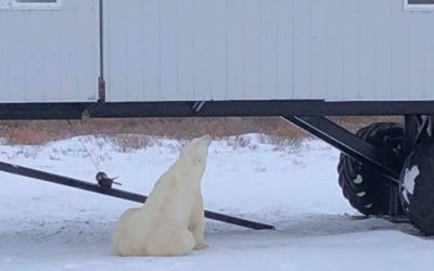 Churchill Photo of the Week – Who’s Watching Who?