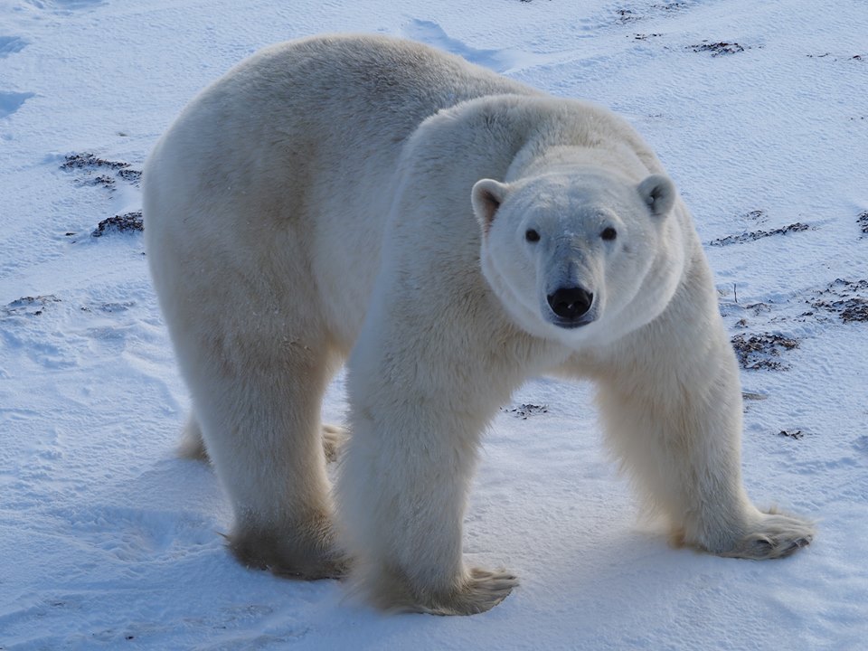 churchill polar bear