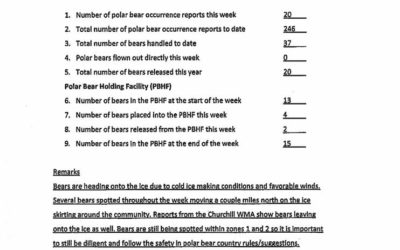 Churchill Weekly Polar Bear Stats