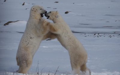 Churchill Sunday Photos – Polar Bear Tundra Action