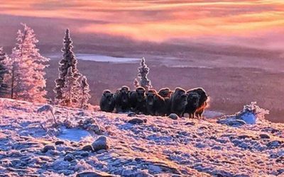 Churchill Photo of the Week – Musk Ox