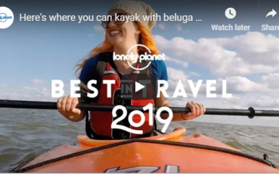 Churchill Video of the Week – Kayaking With Beluga Whales
