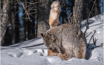 Churchill Photos of the Week – Lynx