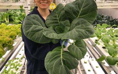 Churchill’s Rocket Greens Growing Great