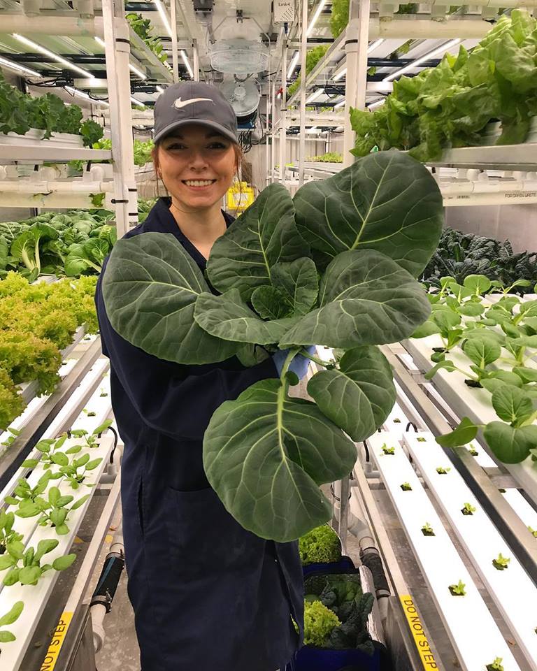 Rocket Greens Churchill