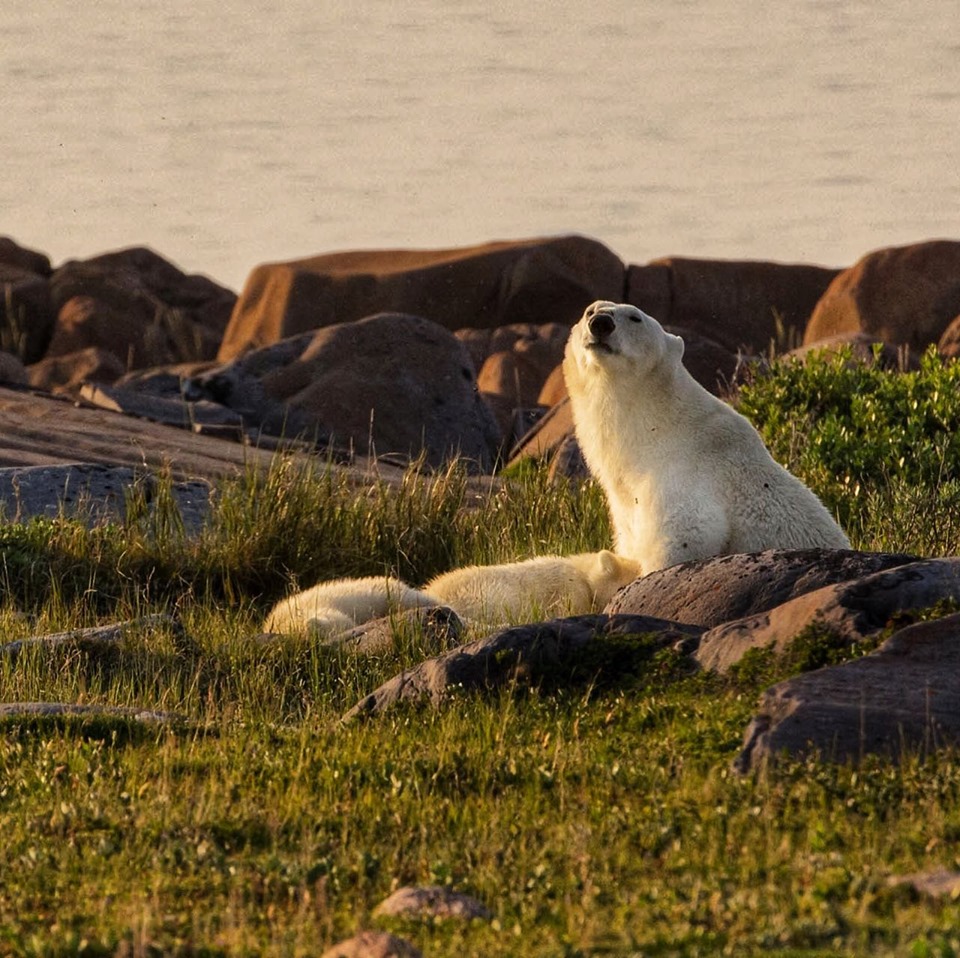 Polar bear family in Churchill.
