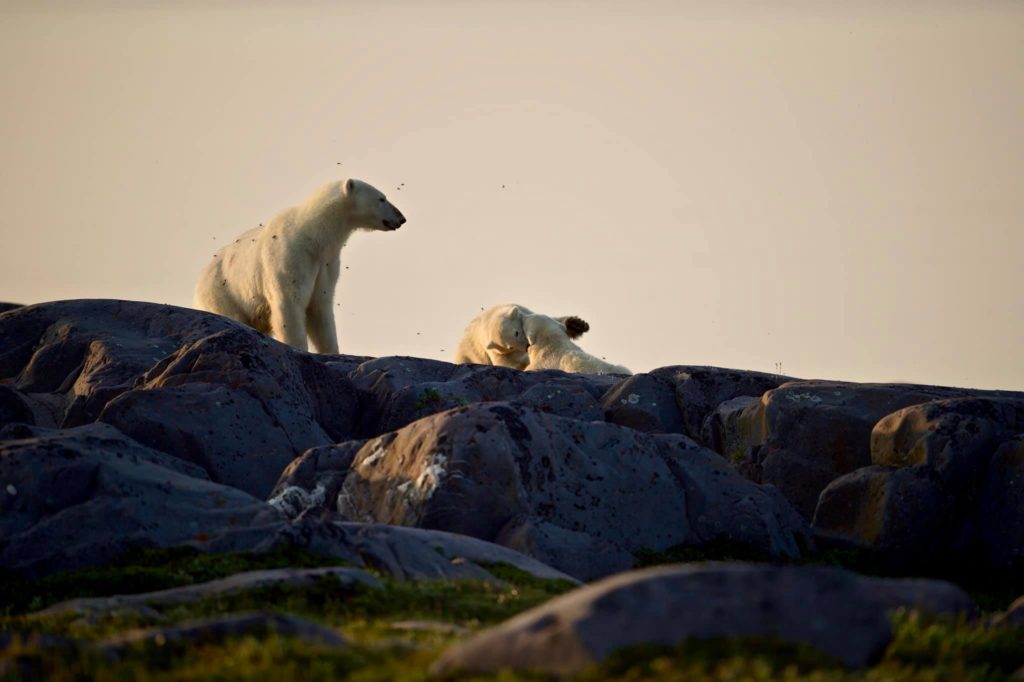Polar bears in Churchill