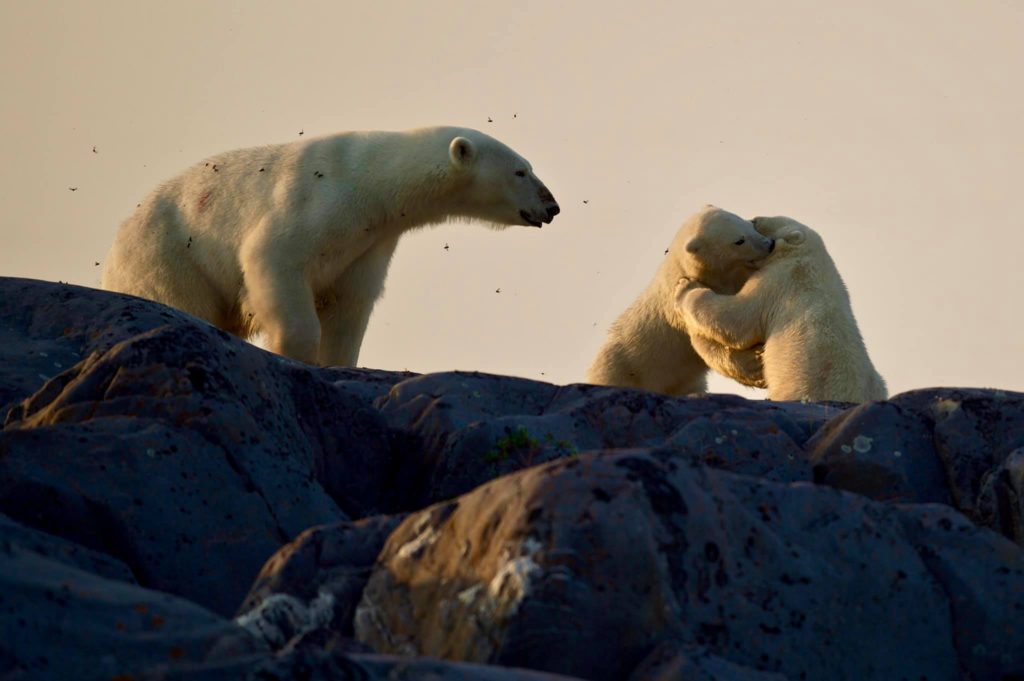 Polar bears in Churchill, Manitoba
