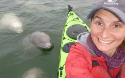 Sea North Beluga Spyhop