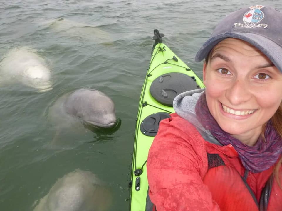 Beluga whales in the Churchill River.