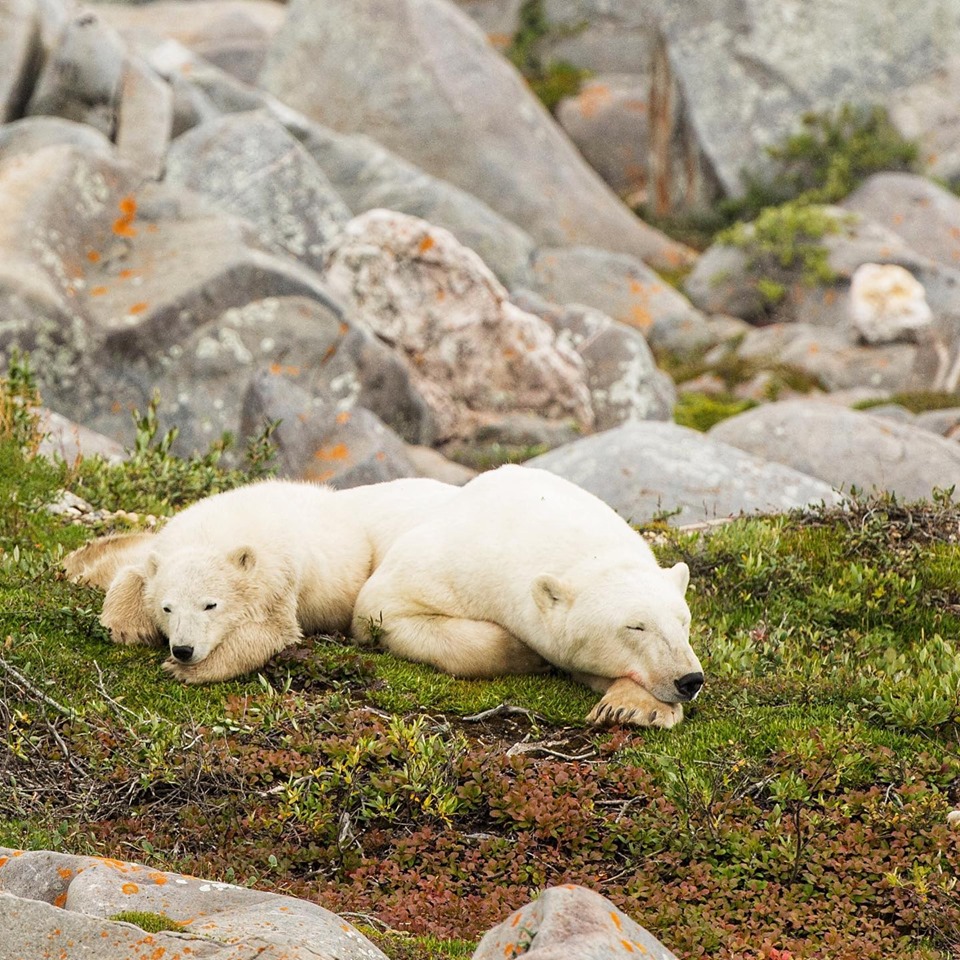 polar bears resting in Churchill, Manitoba