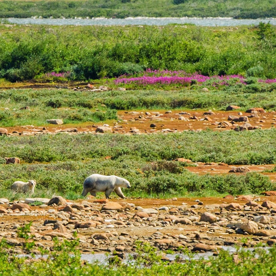 Polar bears in Churchill
